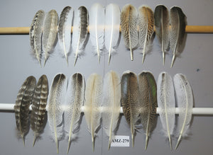 10 Pairs Turkey Wing Feathers, Amazing Feathers, Fly Tying Materials,(AMZ-279)