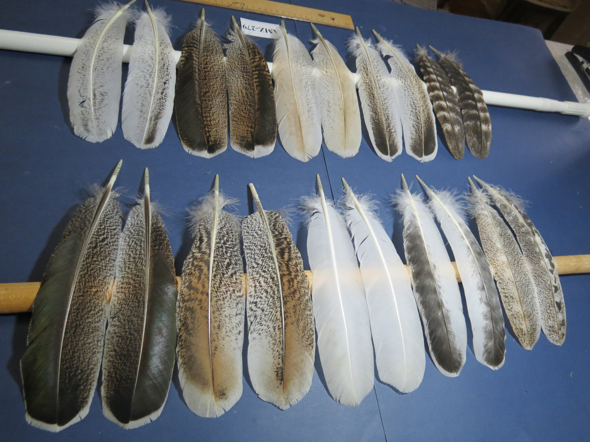 10 Pairs Turkey Wing Feathers, Amazing Feathers, Fly Tying Materials,(AMZ-279)