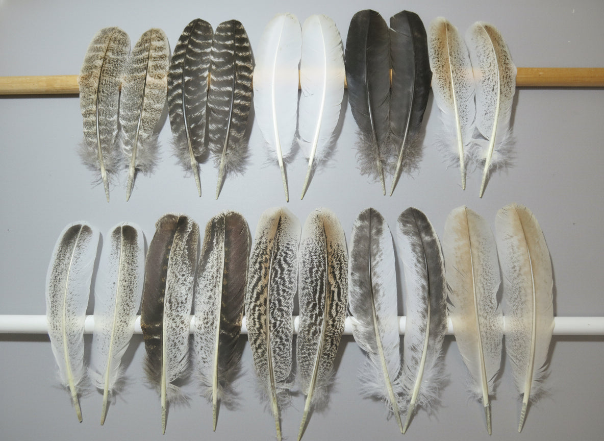 10 Pairs Turkey Wing Feathers, Amazing Feathers, Fly Tying Materials,(AMZ-280)