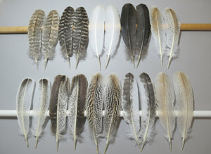 10 Pairs Turkey Wing Feathers, Amazing Feathers, Fly Tying Materials,(AMZ-280)