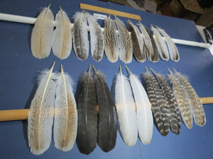 10 Pairs Turkey Wing Feathers, Amazing Feathers, Fly Tying Materials,(AMZ-280)