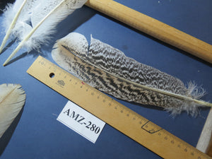 10 Pairs Turkey Wing Feathers, Amazing Feathers, Fly Tying Materials,(AMZ-280)