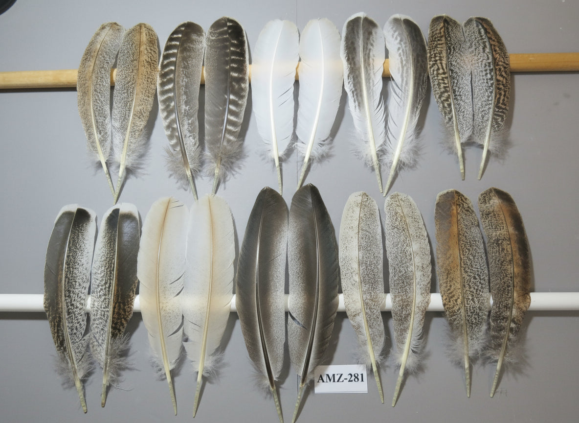 10 Pairs Turkey Wing Feathers, Amazing Feathers, Fly Tying Materials,(AMZ-281)