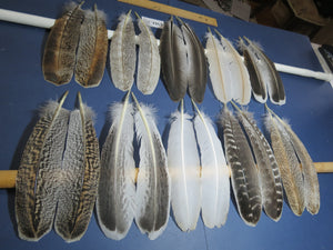 10 Pairs Turkey Wing Feathers, Amazing Feathers, Fly Tying Materials,(AMZ-281)