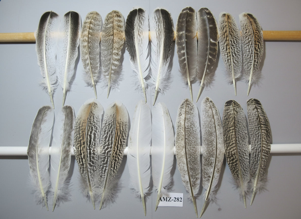 10 Pairs Turkey Wing Feathers, Amazing Feathers, Fly Tying Materials,(AMZ-282)