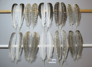 10 Pairs Turkey Wing Feathers, Amazing Feathers, Fly Tying Materials,(AMZ-282)