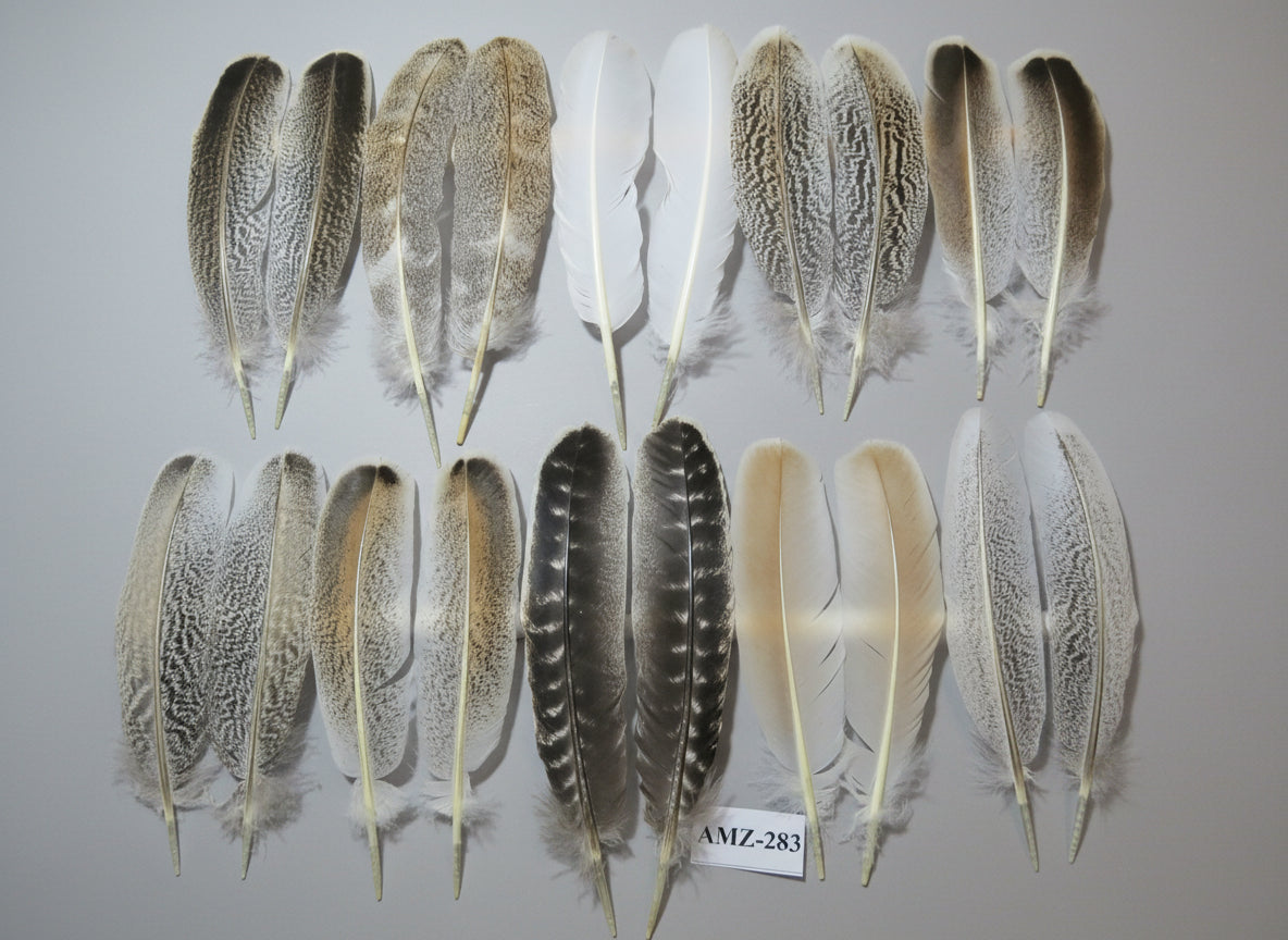 10 Pairs Turkey Wing Feathers, Amazing Feathers, Fly Tying Materials,(AMZ-283)