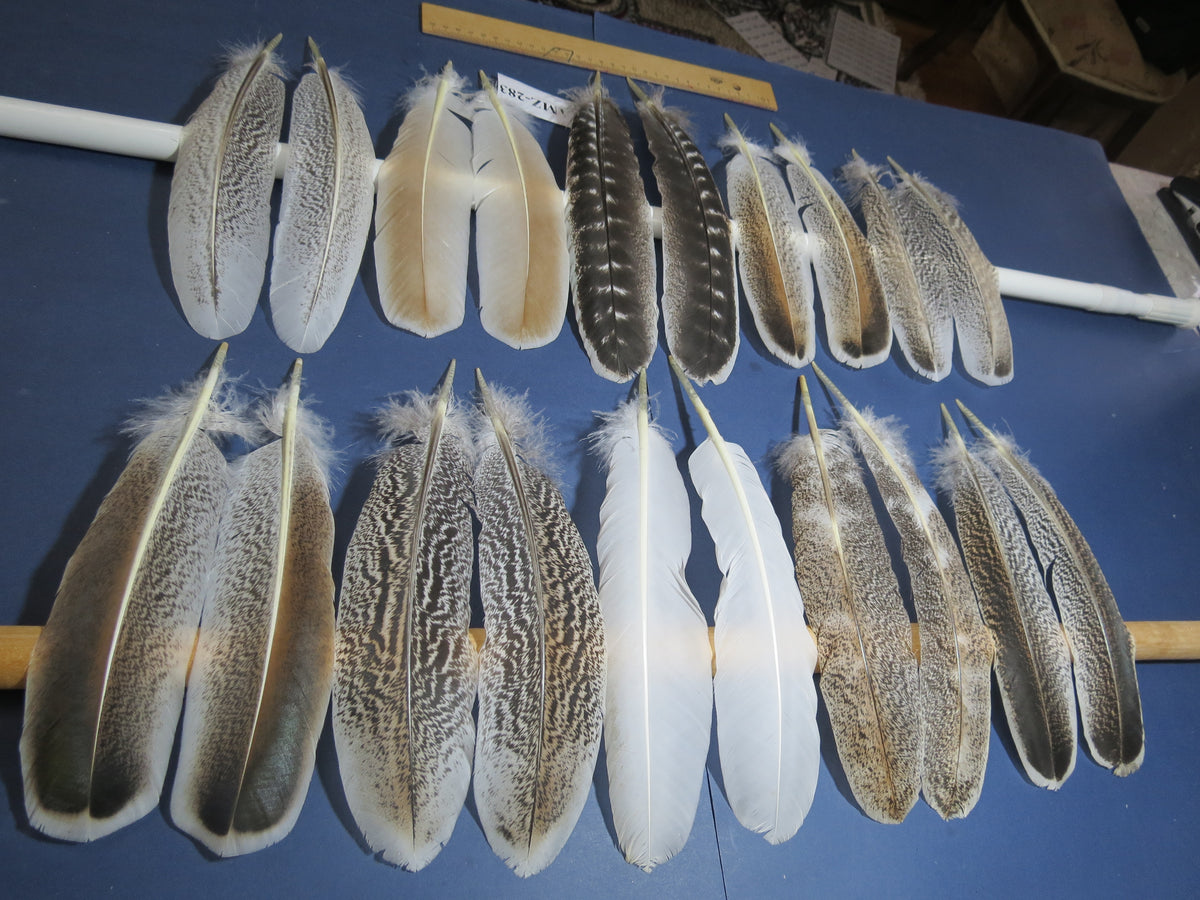 10 Pairs Turkey Wing Feathers, Amazing Feathers, Fly Tying Materials,(AMZ-283)
