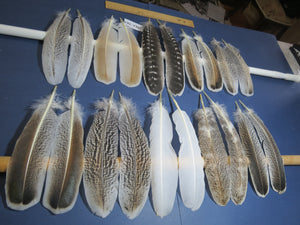 10 Pairs Turkey Wing Feathers, Amazing Feathers, Fly Tying Materials,(AMZ-283)