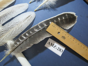 10 Pairs Turkey Wing Feathers, Amazing Feathers, Fly Tying Materials,(AMZ-283)