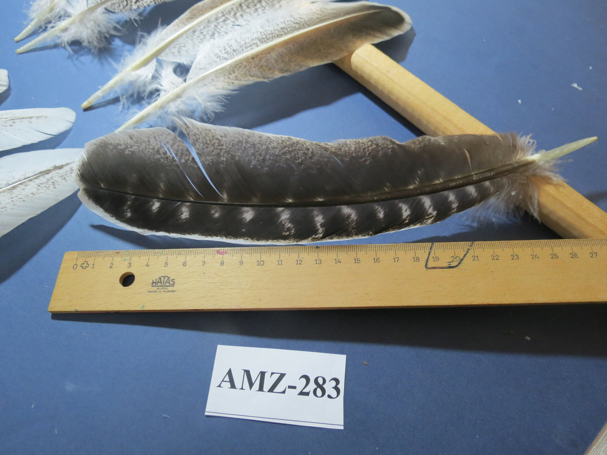 10 Pairs Turkey Wing Feathers, Amazing Feathers, Fly Tying Materials,(AMZ-283)