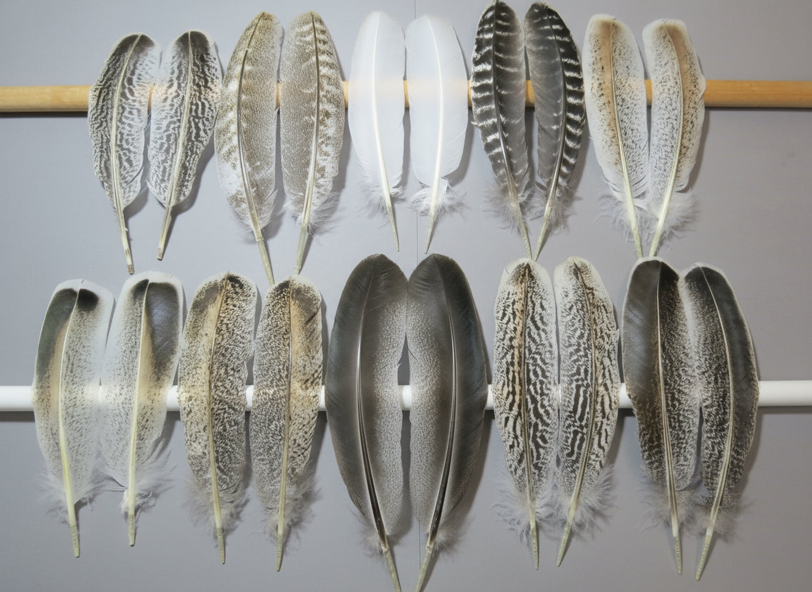 10 Pairs Turkey Wing Feathers, Amazing Feathers, Fly Tying Materials,(AMZ-284)