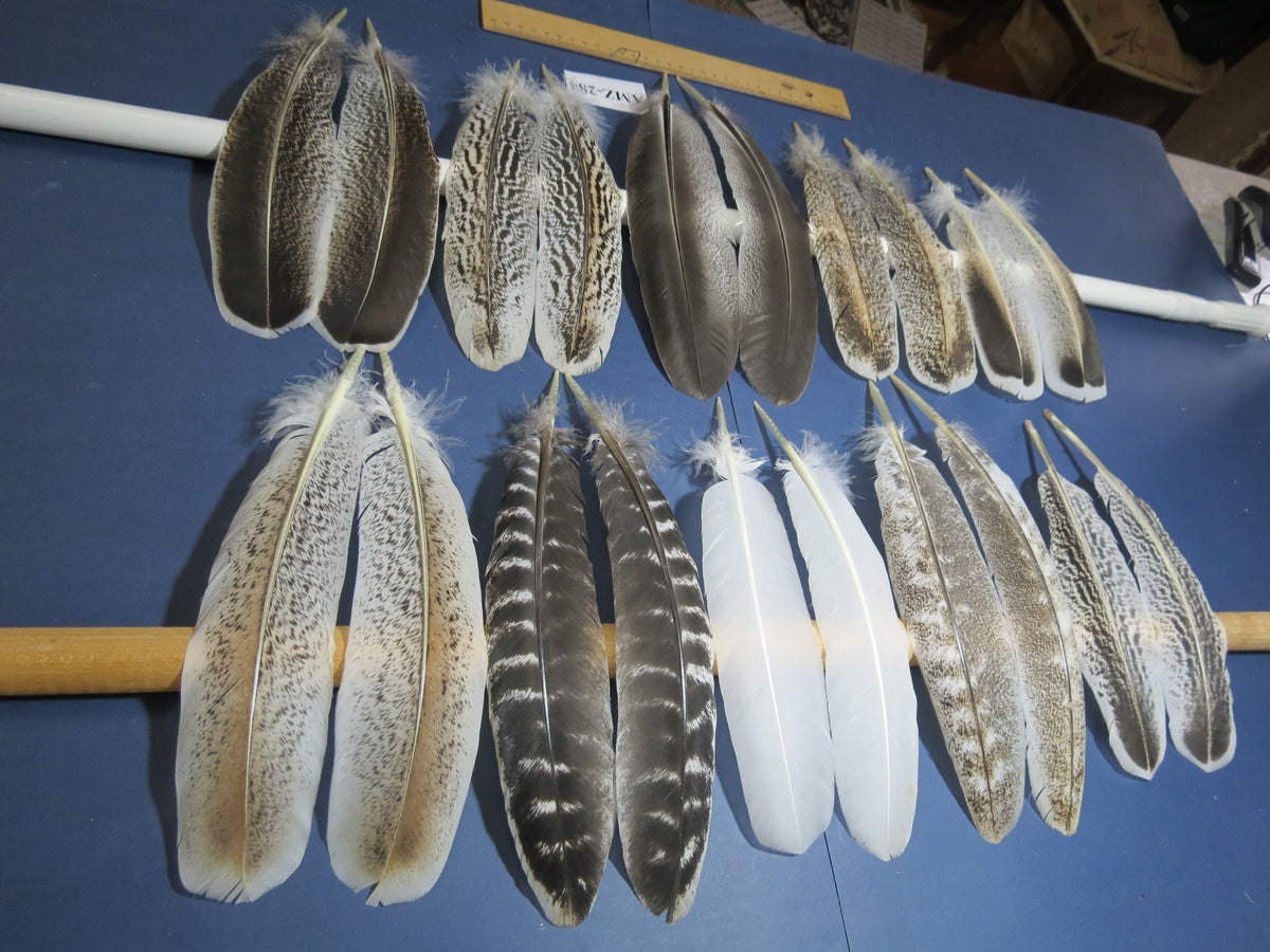 10 Pairs Turkey Wing Feathers, Amazing Feathers, Fly Tying Materials,(AMZ-284)