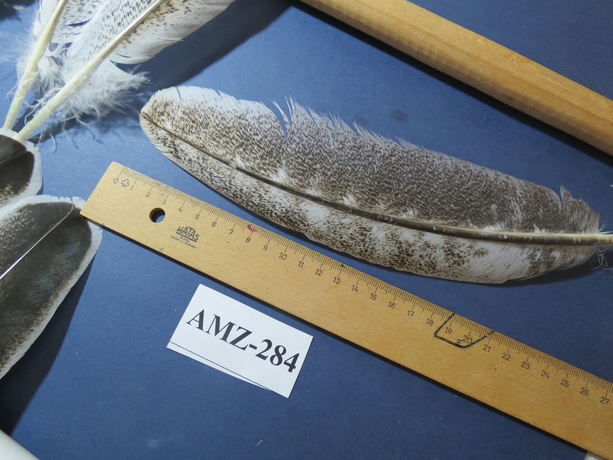 10 Pairs Turkey Wing Feathers, Amazing Feathers, Fly Tying Materials,(AMZ-284)