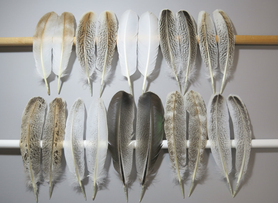 10 Pairs Turkey Wing Feathers, Amazing Feathers, Fly Tying Materials,(AMZ-285)