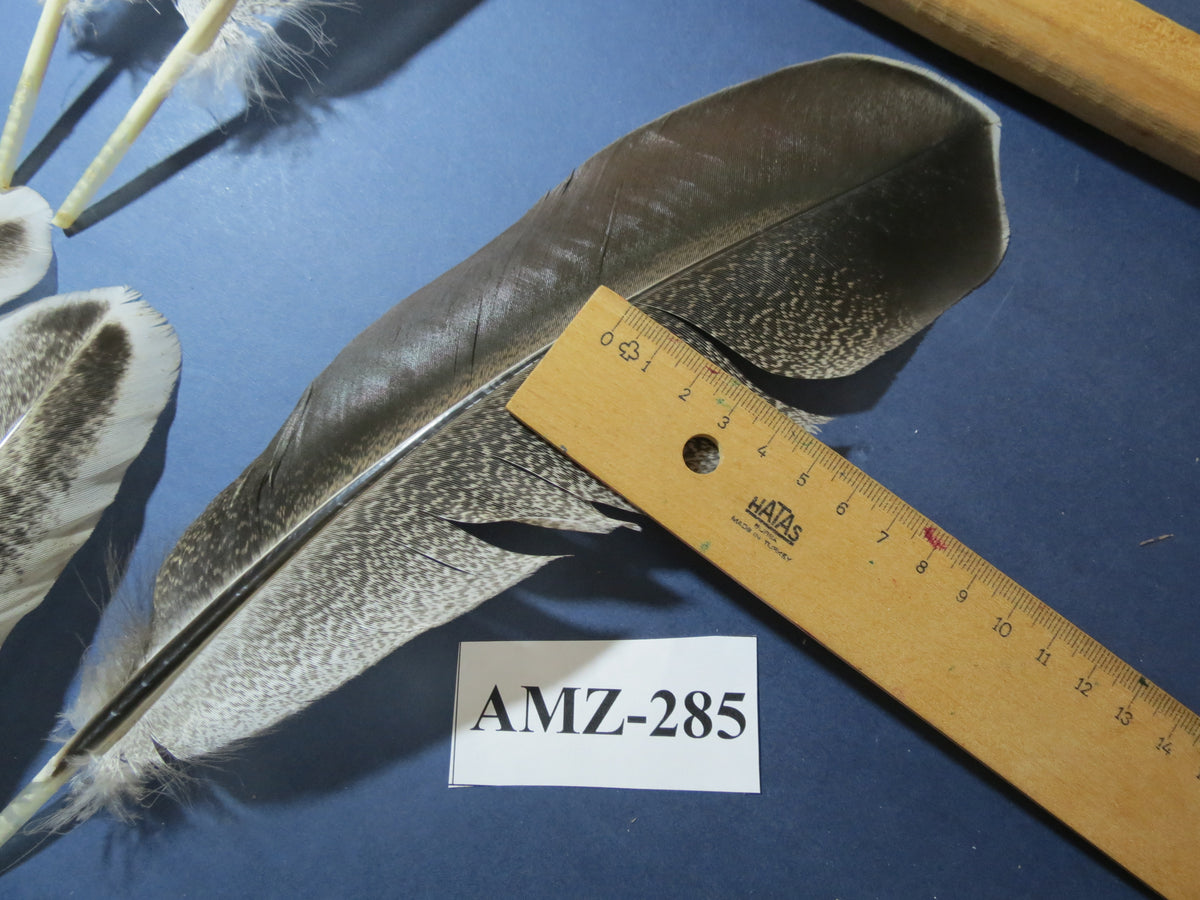 10 Pairs Turkey Wing Feathers, Amazing Feathers, Fly Tying Materials,(AMZ-285)