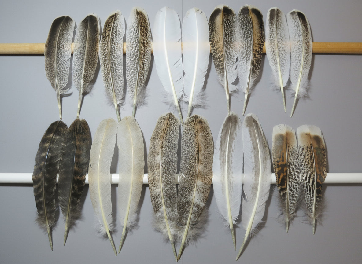 10 Pairs Turkey Wing Feathers, Amazing Feathers, Fly Tying Materials,(AMZ-286)