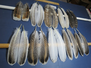10 Pairs Turkey Wing Feathers, Amazing Feathers, Fly Tying Materials,(AMZ-286)