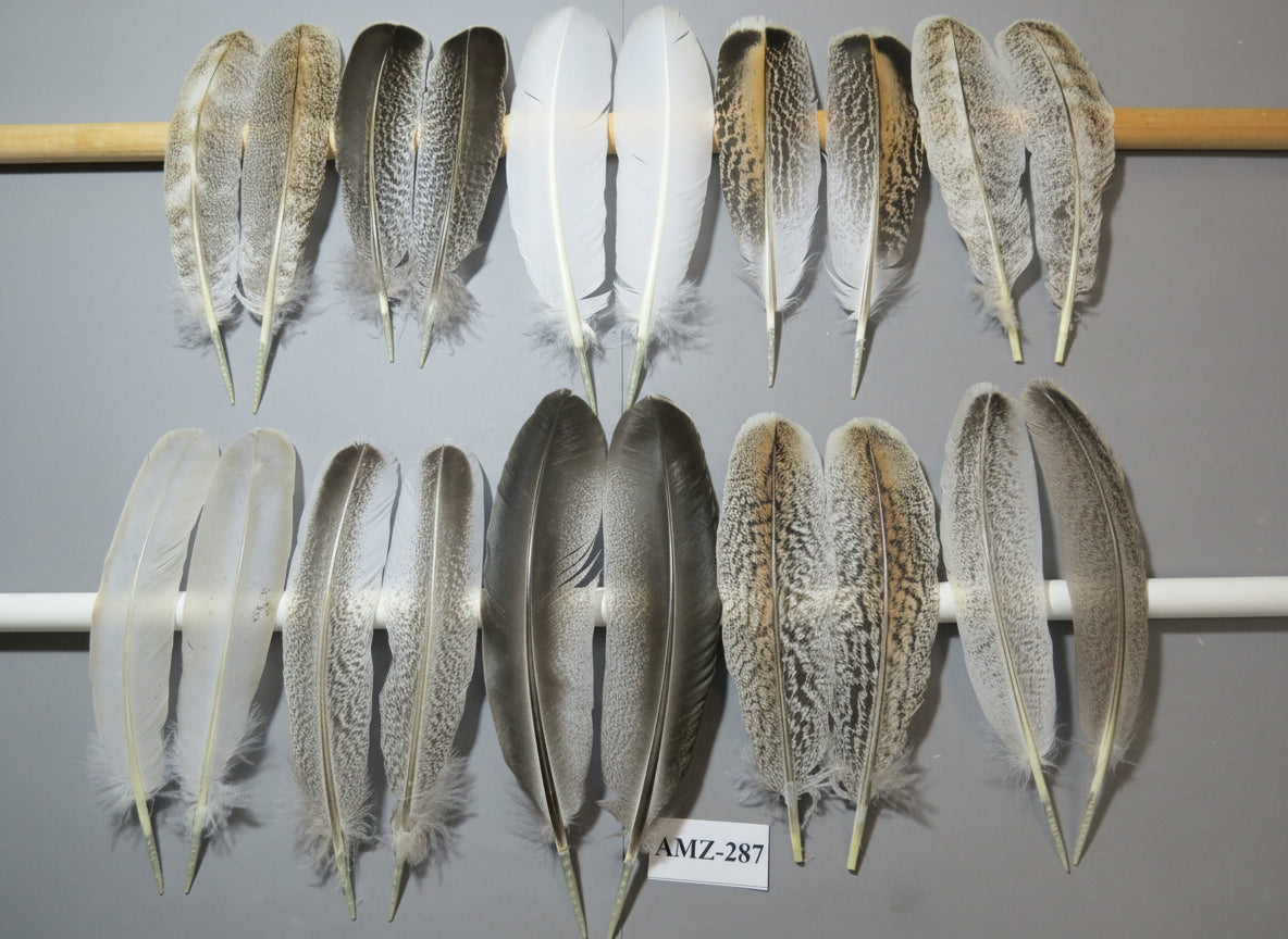 10 Pairs Turkey Wing Feathers, Amazing Feathers, Fly Tying Materials,(AMZ-287)