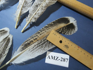 10 Pairs Turkey Wing Feathers, Amazing Feathers, Fly Tying Materials,(AMZ-287)