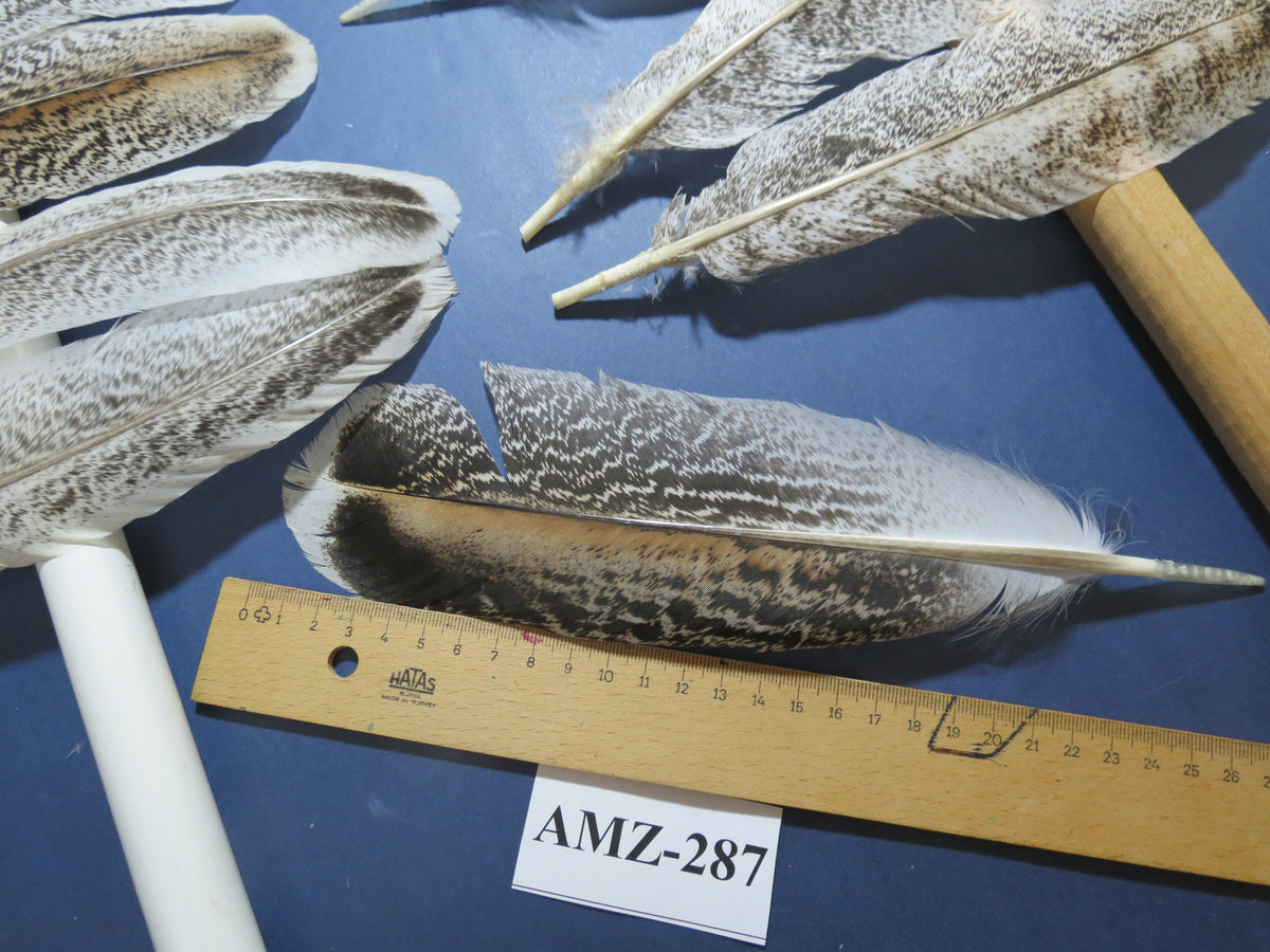 10 Pairs Turkey Wing Feathers, Amazing Feathers, Fly Tying Materials,(AMZ-287)