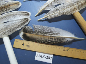 10 Pairs Turkey Wing Feathers, Amazing Feathers, Fly Tying Materials,(AMZ-287)