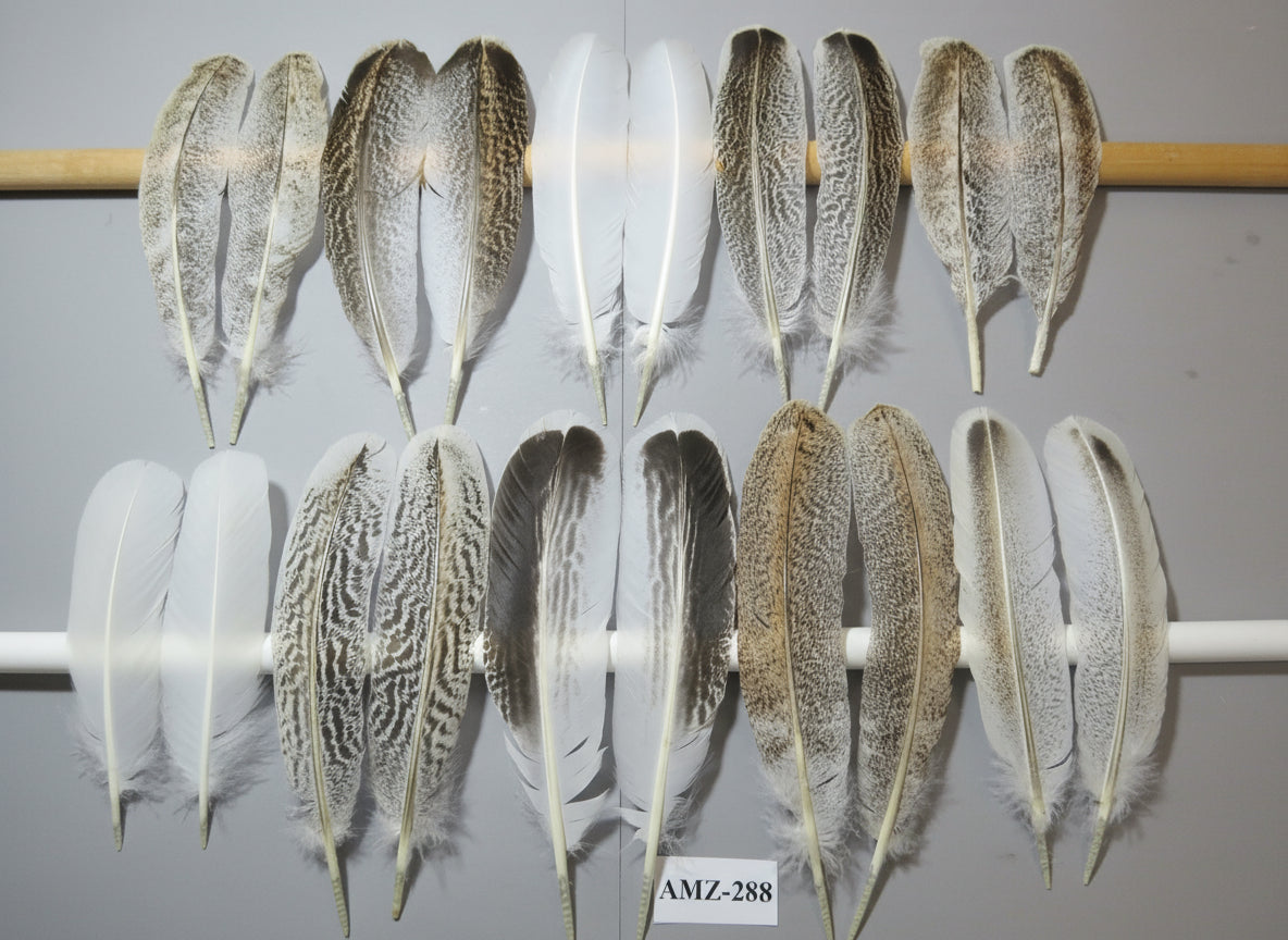 10 Pairs Turkey Wing Feathers, Amazing Feathers, Fly Tying Materials,(AMZ-288)