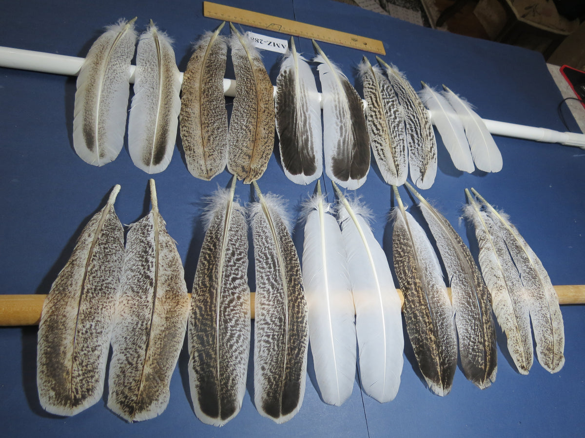 10 Pairs Turkey Wing Feathers, Amazing Feathers, Fly Tying Materials,(AMZ-288)