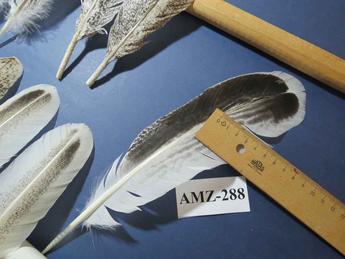 10 Pairs Turkey Wing Feathers, Amazing Feathers, Fly Tying Materials,(AMZ-288)