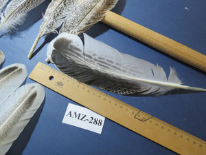 10 Pairs Turkey Wing Feathers, Amazing Feathers, Fly Tying Materials,(AMZ-288)
