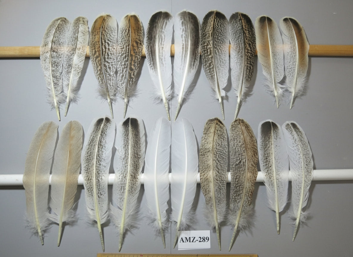 10 Pairs Turkey Wing Feathers, Amazing Feathers, Fly Tying Materials,(AMZ-289)