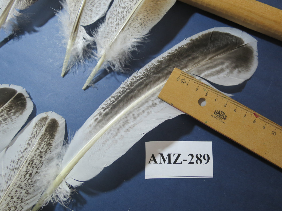 10 Pairs Turkey Wing Feathers, Amazing Feathers, Fly Tying Materials,(AMZ-289)