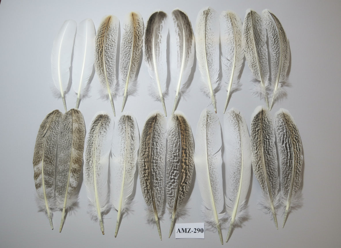 10 Pairs Turkey Wing Feathers, Amazing Feathers, Fly Tying Materials,(AMZ-290)