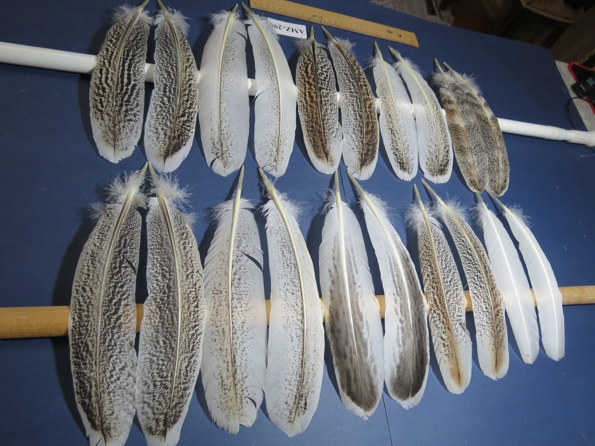 10 Pairs Turkey Wing Feathers, Amazing Feathers, Fly Tying Materials,(AMZ-290)