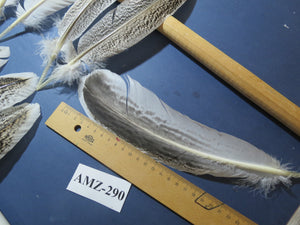 10 Pairs Turkey Wing Feathers, Amazing Feathers, Fly Tying Materials,(AMZ-290)