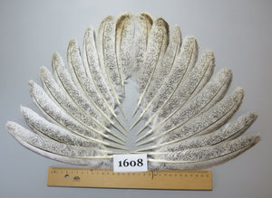 18 Pcs Natural Turkey Wing Feathers, Fly Tying Materials, Long Feathers. (1608)