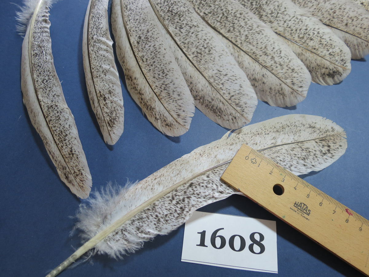18 Pcs Natural Turkey Wing Feathers, Fly Tying Materials, Long Feathers. (1608)