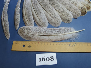 18 Pcs Natural Turkey Wing Feathers, Fly Tying Materials, Long Feathers. (1608)