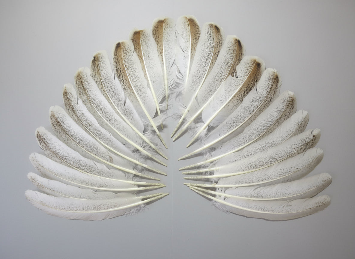 22 Pcs Natural Turkey Wing Feathers, Fly Tying Materials, Long Feathers. (1611)