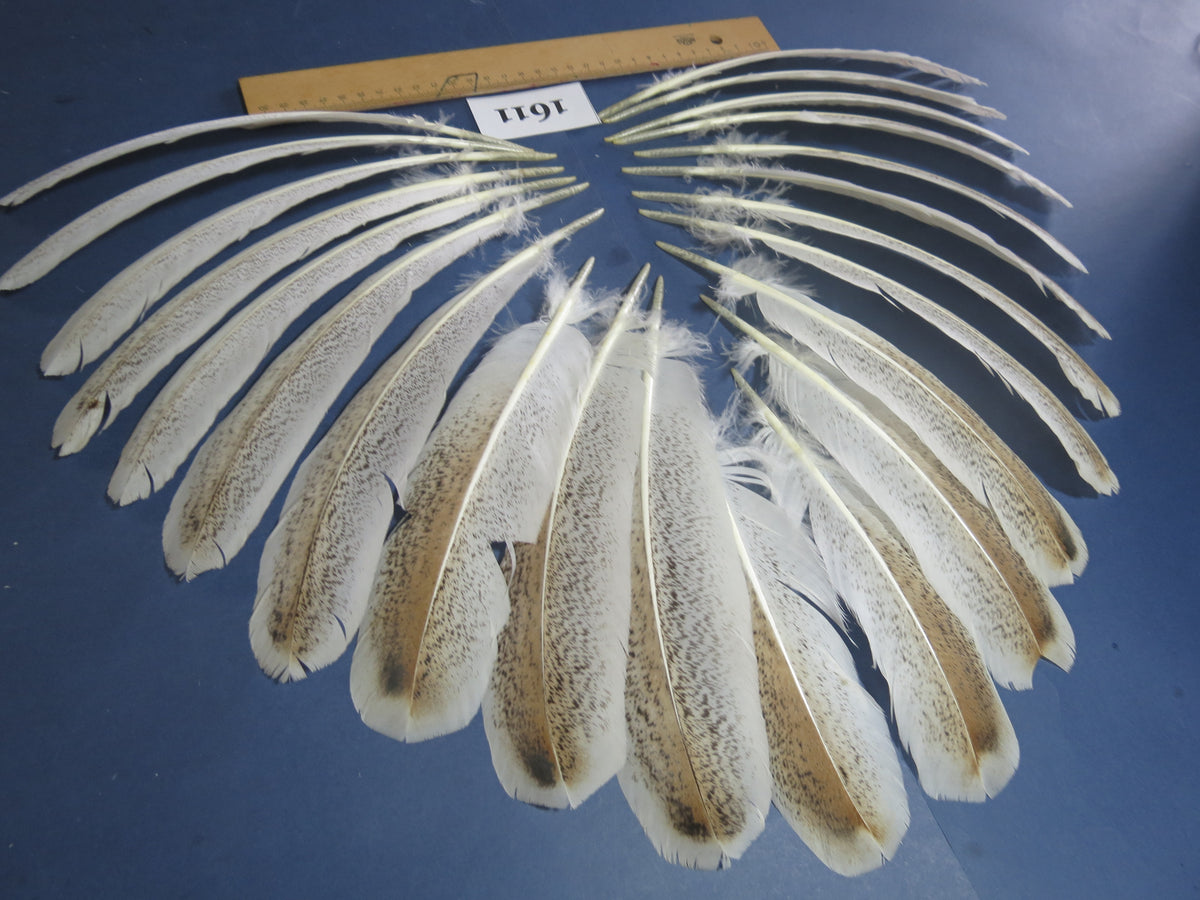 22 Pcs Natural Turkey Wing Feathers, Fly Tying Materials, Long Feathers. (1611)