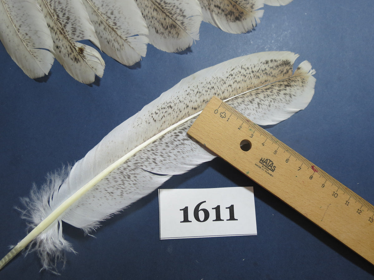 22 Pcs Natural Turkey Wing Feathers, Fly Tying Materials, Long Feathers. (1611)