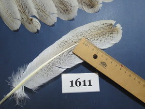 22 Pcs Natural Turkey Wing Feathers, Fly Tying Materials, Long Feathers. (1611)
