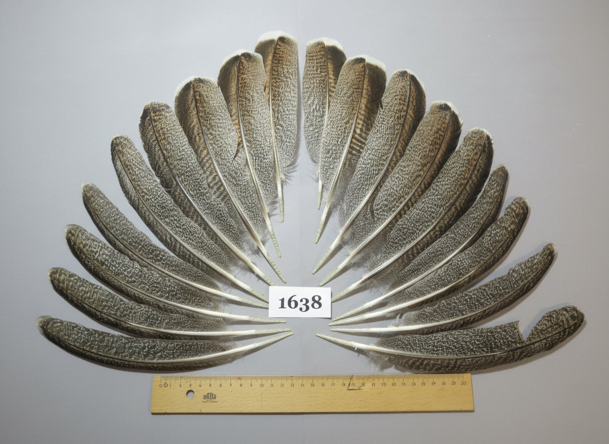 18 Pcs Natural Turkey Wing Feathers, Fly Tying Materials, Long Feathers. (1638)