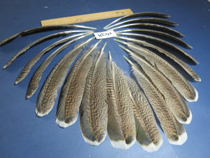 18 Pcs Natural Turkey Wing Feathers, Fly Tying Materials, Long Feathers. (1638)