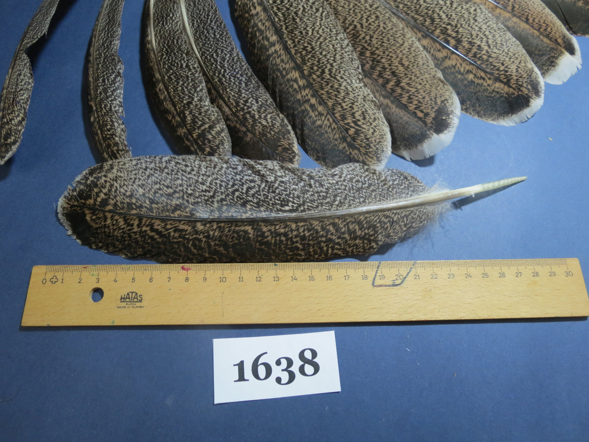 18 Pcs Natural Turkey Wing Feathers, Fly Tying Materials, Long Feathers. (1638)