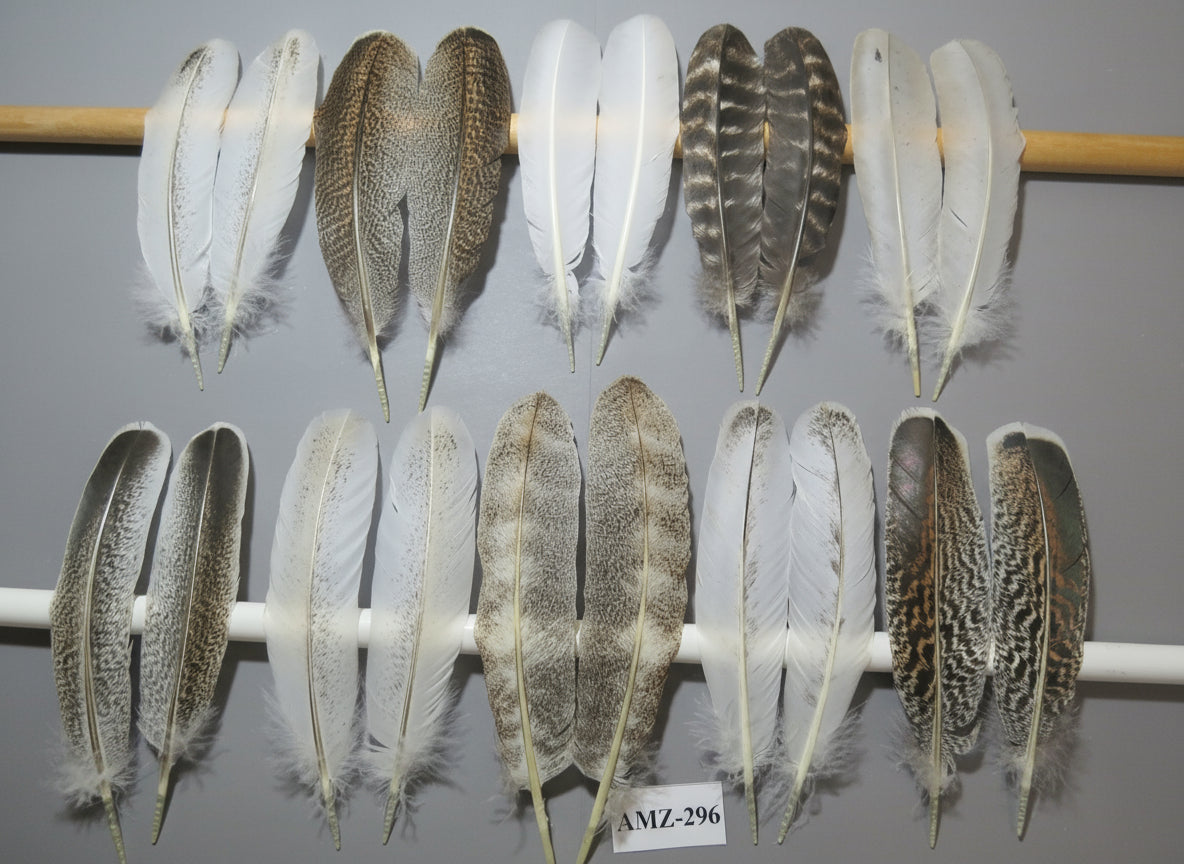 10 Pairs Turkey Wing Feathers, Amazing Feathers, Fly Tying Materials,(AMZ-296)