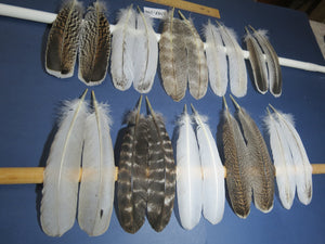 10 Pairs Turkey Wing Feathers, Amazing Feathers, Fly Tying Materials,(AMZ-296)