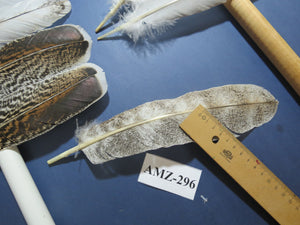 10 Pairs Turkey Wing Feathers, Amazing Feathers, Fly Tying Materials,(AMZ-296)