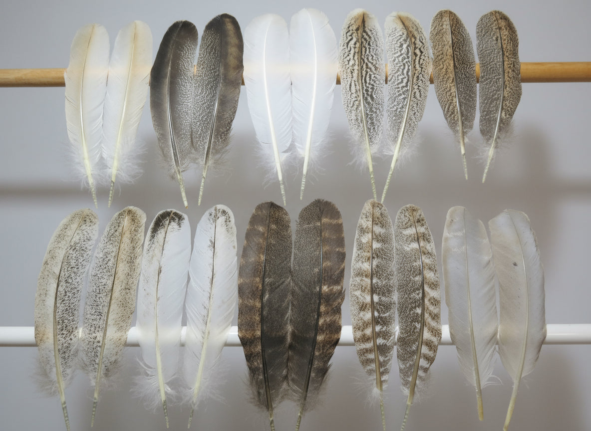 10 Pairs Turkey Wing Feathers, Amazing Feathers, Fly Tying Materials,(AMZ-297)