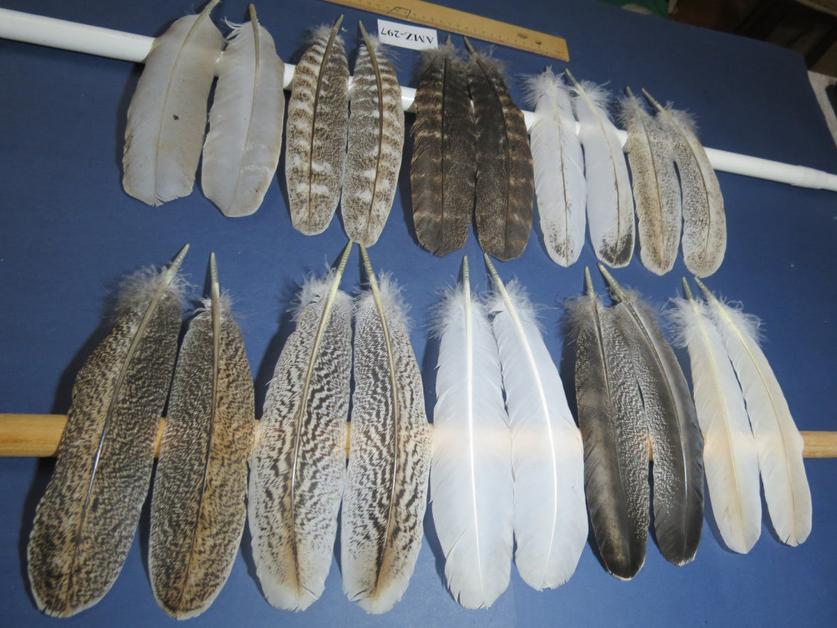 10 Pairs Turkey Wing Feathers, Amazing Feathers, Fly Tying Materials,(AMZ-297)